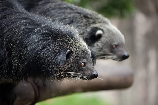 Due Binturong Sull Albero Nella Foresta Della Giungla — Foto Stock