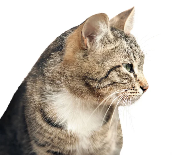 Chat Gris Est Isolé Sur Fond Blanc — Photo