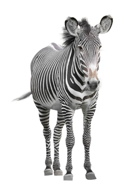 Jedna Zebra Izolována Přes Bílé Pozadí — Stock fotografie