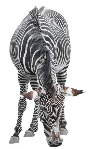 Zebra Isolada Sobre Fundo Branco — Fotografia de Stock