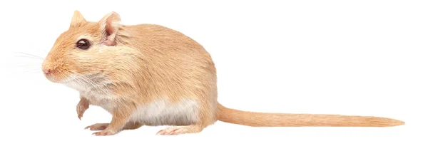 Мышь Изолирована Белом Фоне — стоковое фото