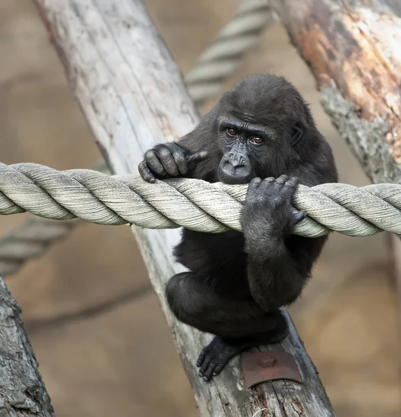 Mládě Gorily Smutně Vypadá — Stock fotografie