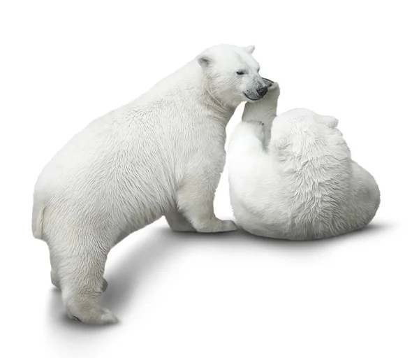 Dois Filhotes Urso Polar Lutam Isolado Branco — Fotografia de Stock