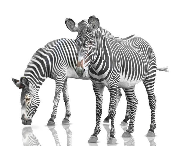 Duas Zebras Sobre Fundo Branco Isolado — Fotografia de Stock