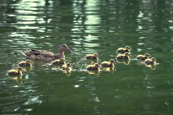 Madre Pato Patitos Flotan Lago —  Fotos de Stock