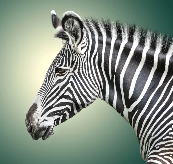 Porträt Eines Zebras Hintergrund — Stockfoto