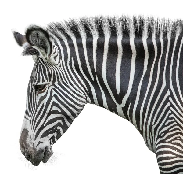 Porträt Von Zebra Auf Grün Isoliert Auf Weißem Hintergrund — Stockfoto