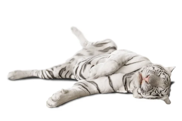 Big White Tiger Lying White Background Isolated — Stock Photo, Image