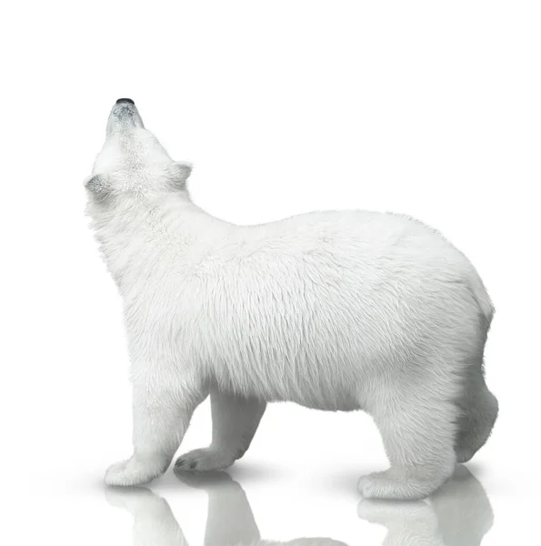 Pequeno Filhote Urso Polar Isolado Fundo Branco — Fotografia de Stock