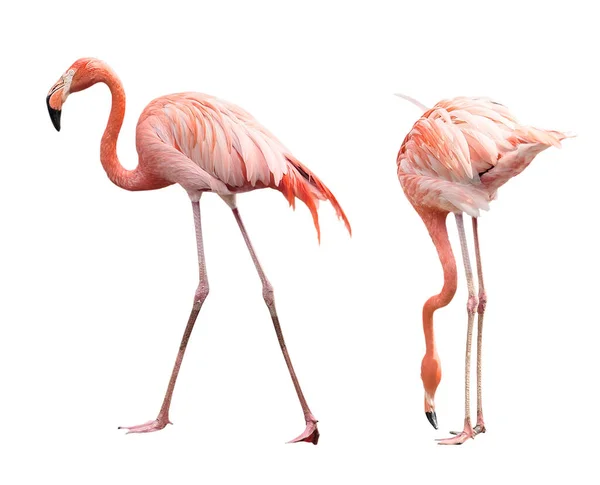 Beyaz Arka Planda Iki Flamingo Izole Edildi — Stok fotoğraf