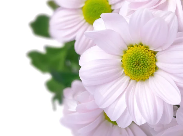 Bouquet Crisantemi Rosa Isolato Bianco — Foto Stock