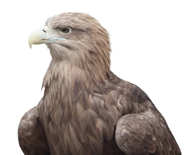 Das Porträt Eines Adlers Ist Isoliert Über Weißem Hintergrund — Stockfoto