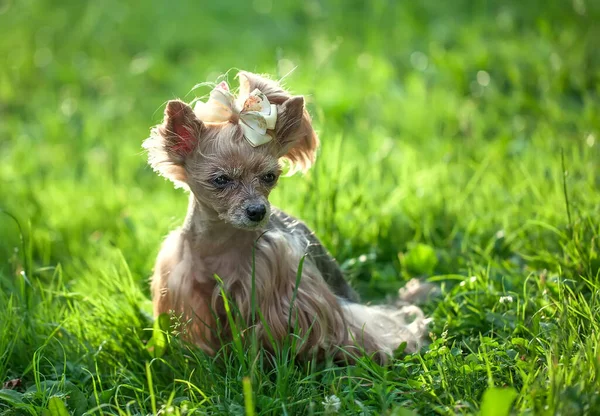 Chiot Sur Herbe Verte Dans Parc — Photo