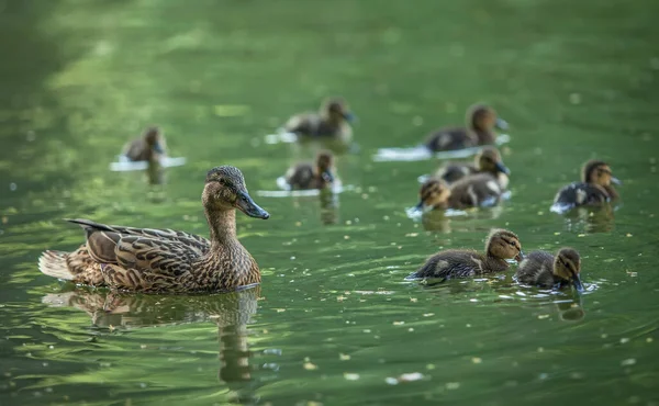 Mother Duck Ducklings Float Lake — Stock Photo, Image