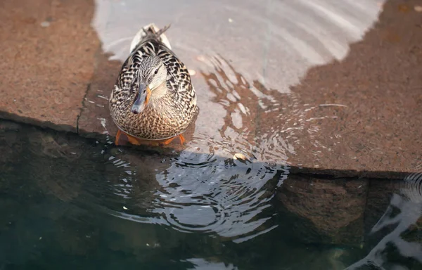 Kachna Sedící Vody Žulovém Kameni — Stock fotografie