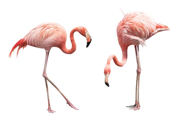 Beyaz arka planda iki flamingo izole edildi
