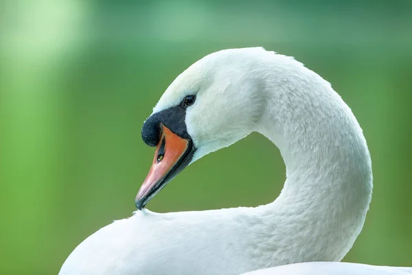 Portret Białego Łabędzia Zielonym Tle Zbliżenie — Zdjęcie stockowe