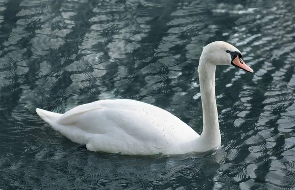 White Swan Blue Water — Stock Photo, Image
