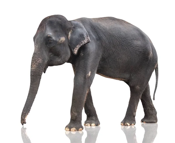 Nagy Szürke Elefánt Tehén Elszigetelt Fehér Alapon — Stock Fotó