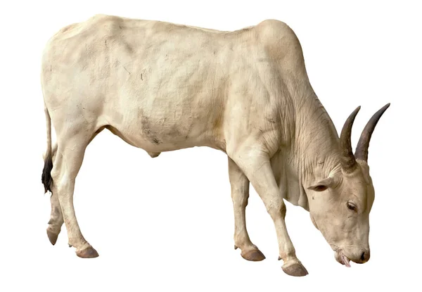 Toro Bianco Isolato — Foto Stock