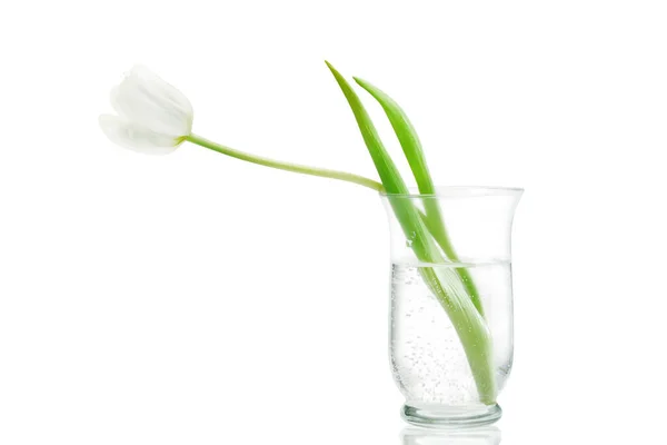 White Tulip Glass Vase Isolated White Background — Stock Photo, Image