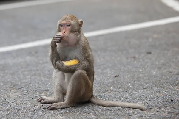 Monkey Sits Asphalt Park Eats Banana — Stock Photo, Image