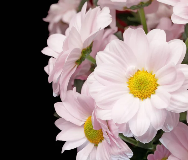黒の背景にピンクの菊の花束 クローズアップ — ストック写真