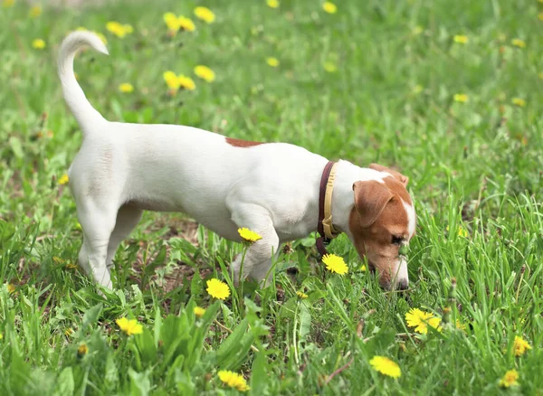 Chiot Marche Sur Prairie Avec Les Pissenlits — Photo