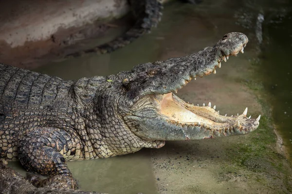 Das Krokodil Mit Offenem Maul Liegt Auf Sand — Stockfoto