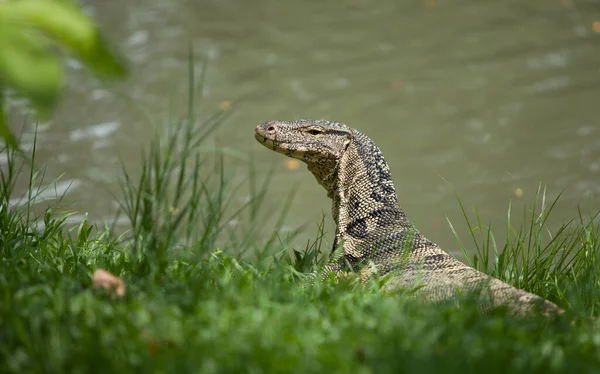 Gran Lagarto Monitor Yace Sobre Una Hierba Cerca Del Agua —  Fotos de Stock