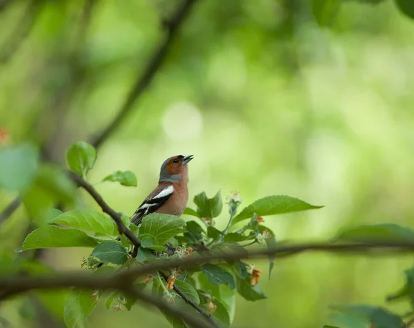 Pajarito Una Rama Rodeada Follaje — Foto de Stock