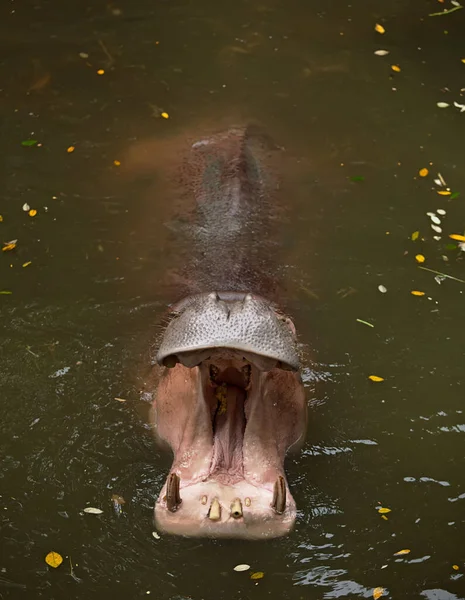 Flodhästen Lyfte Huvudet Överst Och Öppnade Munnen — Stockfoto