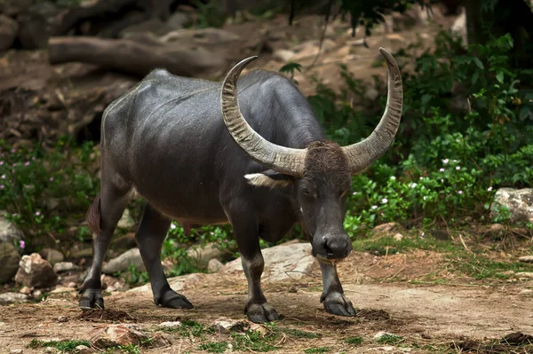 Büyük siyah boğa. Tayland, park, orman.