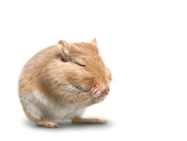 Rato Senta Isolado Sobre Fundo Branco Patas Olhos Fechados — Fotografia de Stock