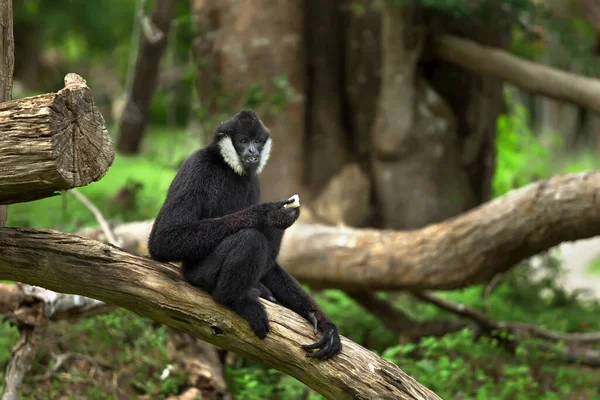 Hanen Apa Svart Färg Sitter Ett Träd Skogen — Stockfoto