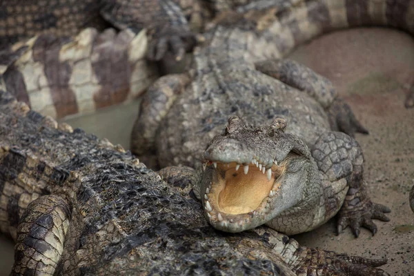 Crocodile Looks Camera Small Depth Field — Stock Photo, Image