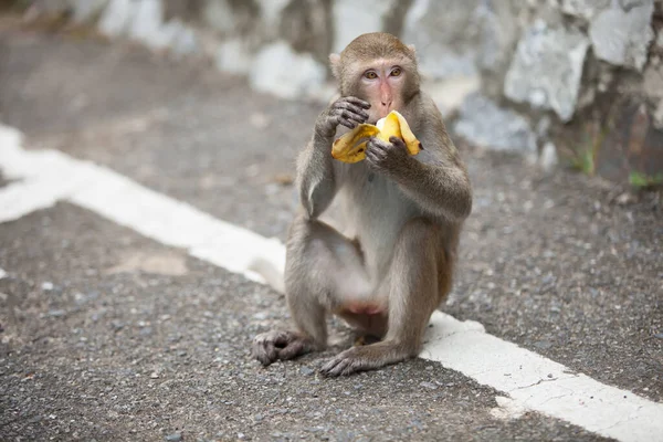 Scimmia Selvatica Siede Parcheggio Zoo Mangia Banana — Foto Stock