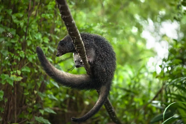 Animal Raro Divertido Binturong — Foto de Stock