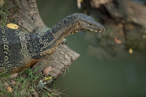 Big Monitor Lizard Lies Grass Closely Water — Stock Photo, Image
