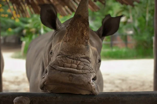 Rhinocéros Représente Obstacle Métallique — Photo