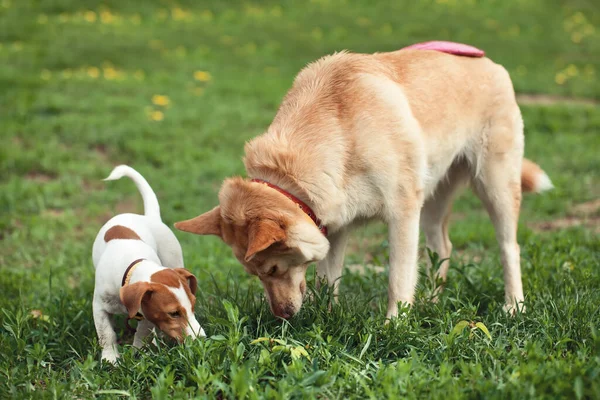 İki köpek çimenlerde frizbi arıyor.