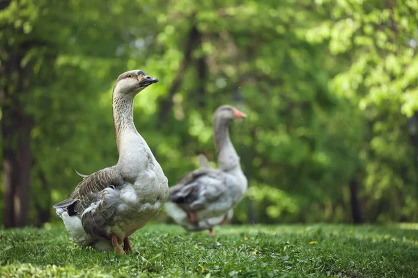 Ormanda iki yabani kaz, çimlerin üzerinde dikiliyorlar. yeşil arkaplan ve parlak sarı bokeh