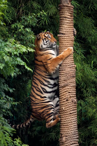 Красный Тигр Взбирается Колонну Фон Зеленые Листья — стоковое фото