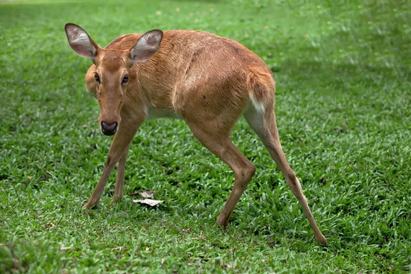 Hirsch Lustiger Pose Auf Grünem Gras — Stockfoto