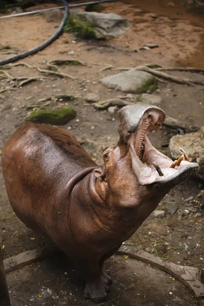 Hippopotame Leva Tête Haut Ouvrit Largement Bouche — Photo