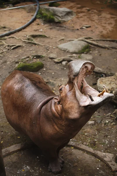 Hippopotamus Lifted Head Top Widely Opened Mouth — Stock Photo, Image