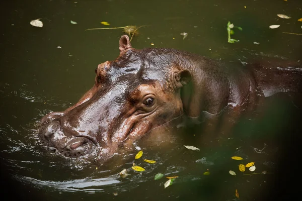 One Hippopotamus Floats Water — Stock Photo, Image