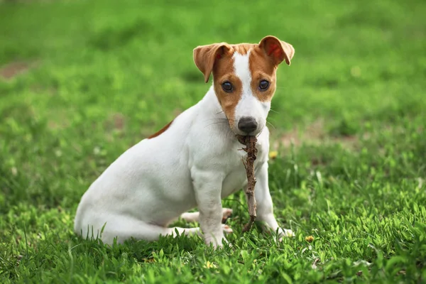 Jack Russel Uma Primavera Verde Gras — Fotografia de Stock