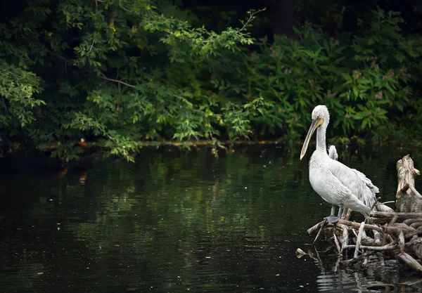 White Pelican Wooden Logs Green Background — Stock Photo, Image