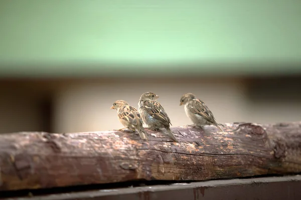 3本の雀が木の上に座る 緑の背景 — ストック写真